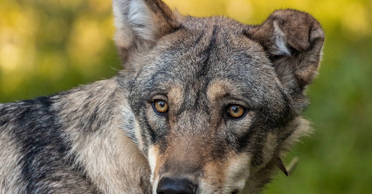 What Are the Benefits of Completely-in-Canal (CIC) Hearing Aids